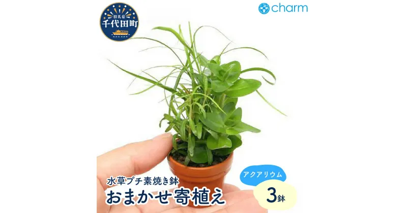 【ふるさと納税】水草 プチ素焼き鉢 おまかせ寄せ植えミックス 水上葉 無農薬 3鉢 インテリア ナチュラル 自然 リラクゼーション 室内栽培 プレゼント 送料無料 趣味 緑 人気 オススメ 初心者 玄関 リビング キッチン 水槽 アクアリウム 株式会社チャーム