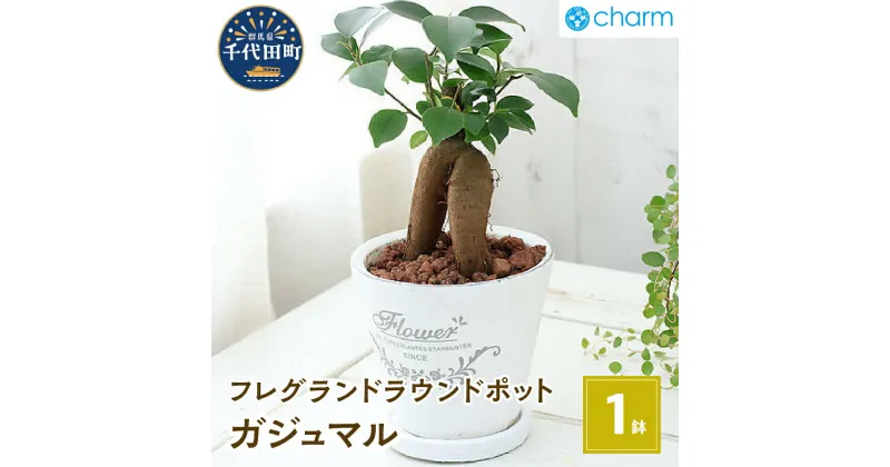 【ふるさと納税】観葉植物 ガジュマル フレグランドラウンドポットXS植え（1鉢） インテリア ナチュラル 自然 幸福をよぶ 室内栽培 プレゼント 送料無料 趣味 人気 オススメ 初心者 玄関 リビング キッチン 受皿付 セラミス 北海道冬季発送不可 株式会社チャーム