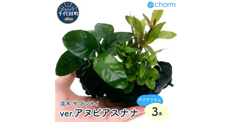 【ふるさと納税】水草 流木 ザ ボンサイ ver アヌビアスナナ Sサイズ 水上葉 3本 約15cm インテリア ナチュラル 自然 リラクゼーション 室内栽培 プレゼント 送料無料 趣味 緑 人気 オススメ 初心者 玄関 リビング キッチン 水槽 アクアリウム 株式会社チャーム