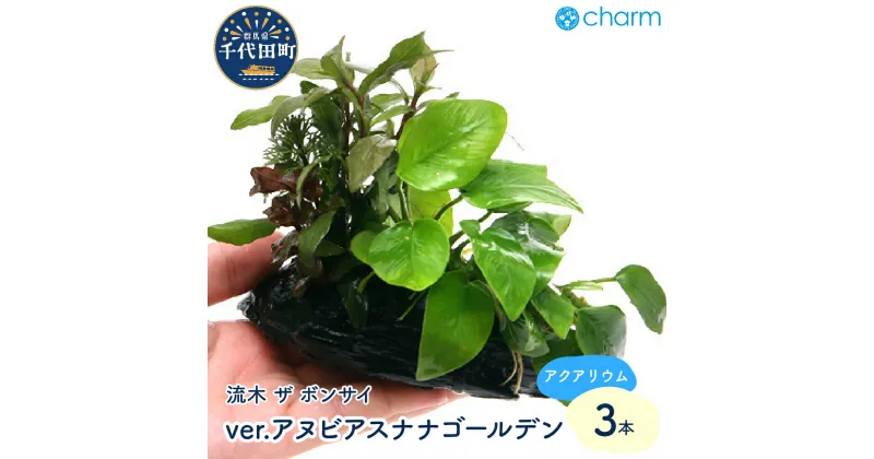 【ふるさと納税】水草 流木 ザ ボンサイ ver アヌビアスナナ ゴールデン Sサイズ 水上葉 3本(約15cm) インテリア ナチュラル 自然 リラクゼーション 室内栽培 プレゼント 送料無料 趣味 緑 人気 オススメ 初心者 玄関 リビング 水槽 アクアリウム 株式会社チャーム