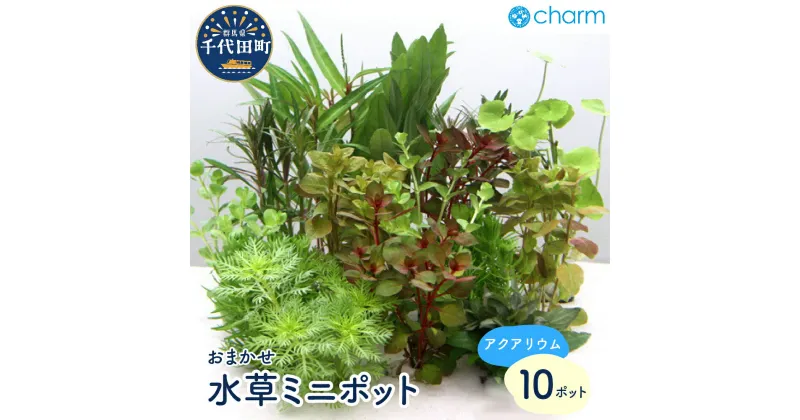 【ふるさと納税】水草 おまかせ水草ミニポット 10ポット セット インテリア ナチュラル 自然 リラクゼーション 室内栽培 プレゼント 送料無料 趣味 緑 人気 オススメ 初心者 玄関 リビング キッチン 水槽 アクアリウム 水上葉 無農薬 株式会社チャーム