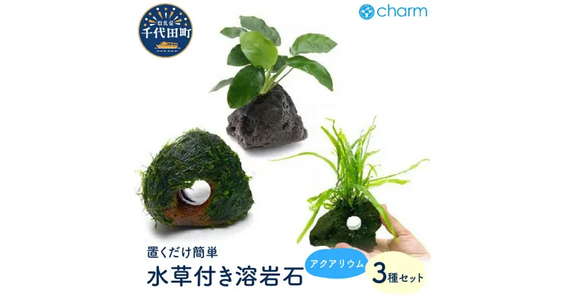 【ふるさと納税】水草 置くだけ簡単 水草付き溶岩石3種セット インテリア ナチュラル 自然 リラクゼーション 室内栽培 プレゼント 送料無料 趣味 緑 人気 オススメ 初心者 玄関 リビング キッチン 水槽 アクアリウム 水上葉 株式会社チャーム