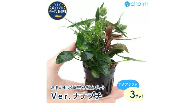 【ふるさと納税】水草 おまかせ水草寄せ植えポット Ver．ナナプチ 水上葉 （3ポット） インテリア ナチュラル 自然 リラクゼーション 室内栽培 プレゼント 送料無料 趣味 緑 人気 オススメ 初心者 玄関 リビング キッチン 水槽 アクアリウム 株式会社チャーム