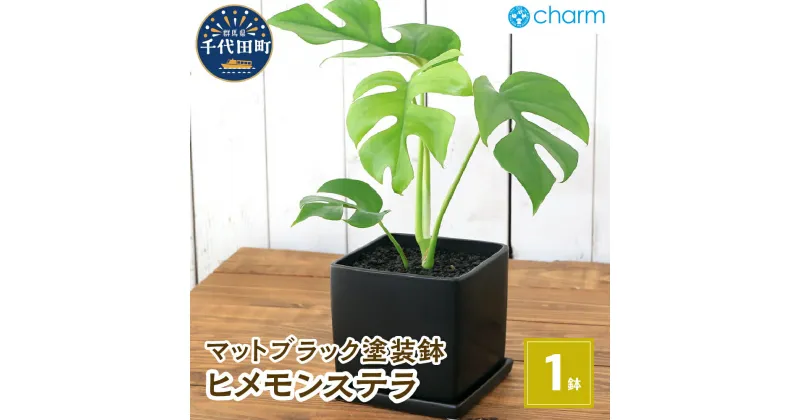 【ふるさと納税】観葉植物 ヒメモンステラ 陶器鉢植え マットブラック塗装鉢（1鉢） 受け皿付き 溶岩砂 インテリア おしゃれ 幸運 縁起 北海道冬季発送不可 株式会社チャーム