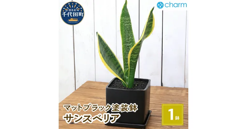 【ふるさと納税】観葉植物 サンスベリア 陶器鉢植え マットブラック塗装鉢（1鉢） 受け皿付き 溶岩砂 陶器 おしゃれ 虎の尾 幸運 縁起 北海道冬季発送不可 株式会社チャーム