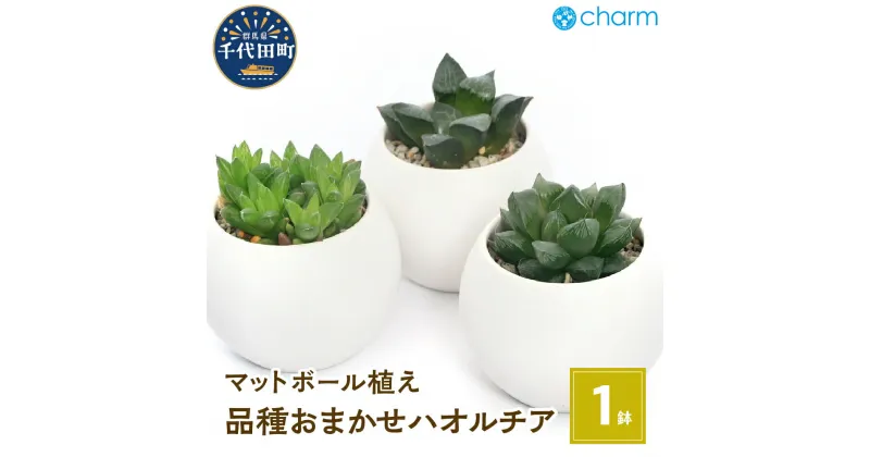 【ふるさと納税】観葉植物 ハオルチア 品種おまかせ マットボールS植え（1鉢） かわいい インテリア 手入れ簡単 玄関 寝室 リビング 贈り物 プレゼント 受皿付 軽石砂 北海道冬季発送不可 株式会社チャーム