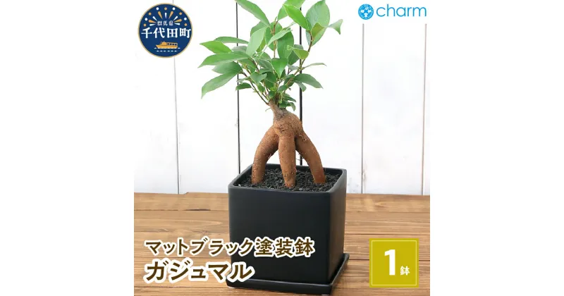 【ふるさと納税】観葉植物 ガジュマル 陶器鉢植え マットブラック塗装鉢（1鉢） インテリア リビング キッチン 玄関 風水 受け皿付き 溶岩砂 陶器 おしゃれ 多幸の木 幸運 縁起 北海道冬季発送不可 株式会社チャーム