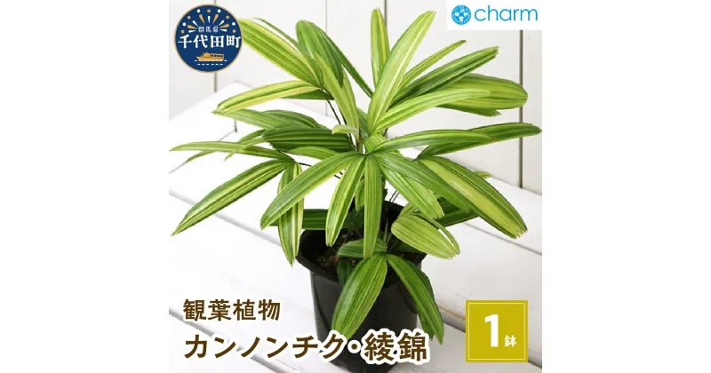 【ふるさと納税】観葉植物 ヤシ カンノンチク 観音竹 綾錦 4号（1鉢） インテリア ナチュラル 自然 リラクゼーション プレゼント ギフト 贈答用 送料無料 趣味 風水 緑 ライフスタイル 人気 オススメ 初心者 玄関 北海道冬季発送不可 株式会社チャーム