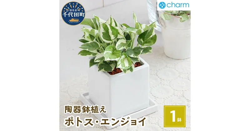 【ふるさと納税】観葉植物 ポトス エンジョイ 陶器鉢植え ダイスM白（1鉢） インテリア ナチュラル 自然 リラクゼーション プレゼント 贈答用 送料無料 趣味 風水 ライフスタイル 人気 オススメ 初心者 玄関 受皿付 セラミス 北海道冬季発送不可 株式会社チャーム