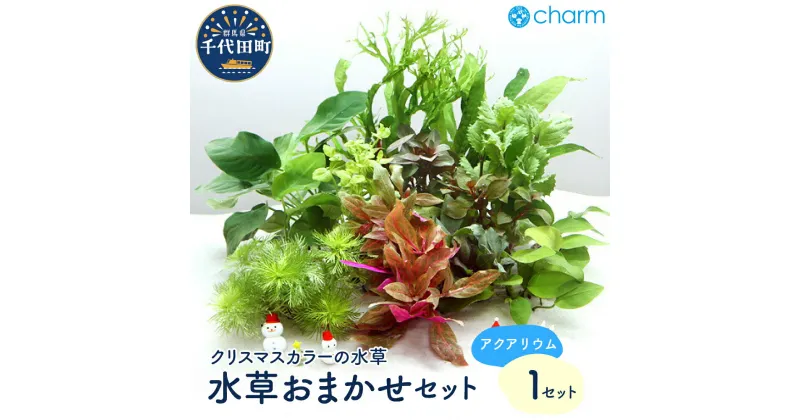 【ふるさと納税】水草 クリスマス カラー おまかせ セット インテリア ナチュラル 自然 リラクゼーション 室内栽培 プレゼント 送料無料 趣味 緑 人気 オススメ 初心者 玄関 リビング キッチン 水槽 アクアリウム 水上葉 株式会社チャーム