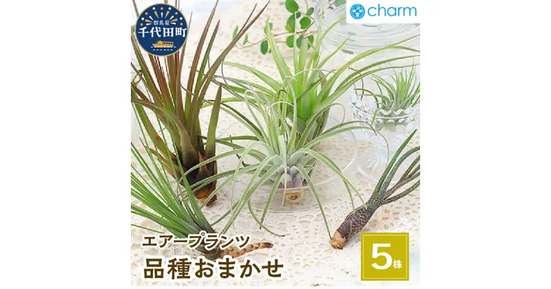 【ふるさと納税】観葉植物 エアープランツ 品種おまかせ （5株） インテリア ナチュラル 自然 リラクゼーション プレゼント ギフト 贈答用 送料無料 趣味 風水 緑 かわいい 人気 オススメ 初心者 玄関 自家栽培 北海道冬季発送不可 株式会社チャーム