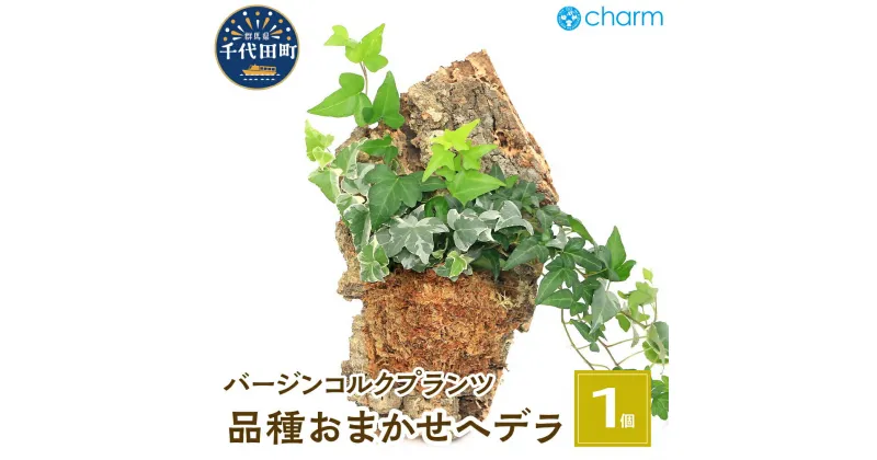 【ふるさと納税】観葉植物 バージンコルクプランツ ヘデラ 品種おまかせ（1個） インテリア ナチュラル 自然 リラクゼーション プレゼント ギフト 贈答用 送料無料 趣味 風水 緑 かわいい 人気 オススメ 初心者 玄関 壁掛け 北海道冬季発送不可 株式会社チャーム