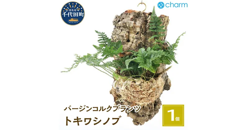 【ふるさと納税】観葉植物 バージンコルクプランツ トキワシノブ（1個） インテリア ナチュラル 自然 リラクゼーション プレゼント ギフト 贈答用 送料無料 趣味 風水 緑 かわいい 人気 オススメ 初心者 玄関 壁掛け 北海道冬季発送不可 株式会社チャーム