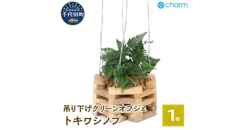 【ふるさと納税】観葉植物 トキワシノブ チーク材バスケット植え 八角形 小サイズ（1鉢） インテリア ナチュラル 自然 プレゼント ギフト 贈答用 送料無料 趣味 風水 緑 かわいい 人気 オススメ 初心者 玄関 吊り下げ 北海道冬季発送不可 株式会社チャーム