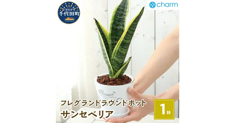 【ふるさと納税】観葉植物 サンセベリア フレグランドラウンドポットXS植え（1鉢） インテリア ナチュラル リラクゼーション 室内栽培 プレゼント 送料無料 趣味 人気 オススメ 初心者 玄関 リビング 受皿付 セラミス 北海道冬季発送不可 株式会社チャーム