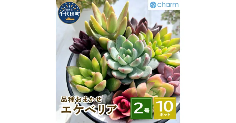 【ふるさと納税】観葉植物 エケベリア 品種おまかせ 2号 10ポット インテリア ナチュラル かわいい リラクゼーション 室内栽培 プレゼント ギフト 贈答用 送料無料 趣味 風水 緑 ライフスタイル 人気 オススメ 初心者 玄関 リビング キッチン 株式会社チャーム