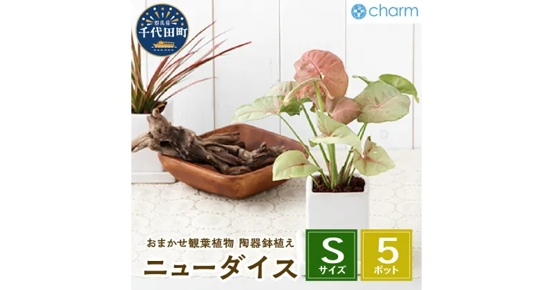 【ふるさと納税】観葉植物 おまかせ観葉植物 陶器鉢植え ニューダイスS WH 5鉢 インテリア ナチュラル 自然 リラクゼーション プレゼント ギフト 贈答用 送料無料 趣味 風水 緑 ライフスタイル 人気 オススメ 初心者 玄関 リビング 株式会社チャーム