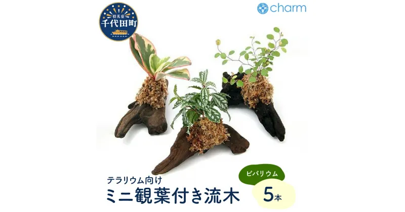 【ふるさと納税】観葉植物 テラリウム向け ミニ観葉付流木 Sサイズ 約15cm 5本 インテリア 自然 リラクゼーション 室内栽培 プレゼント ギフト 送料無料 趣味 ライフスタイル 人気 オススメ 初心者 玄関 リビング キッチン 水槽 株式会社チャーム