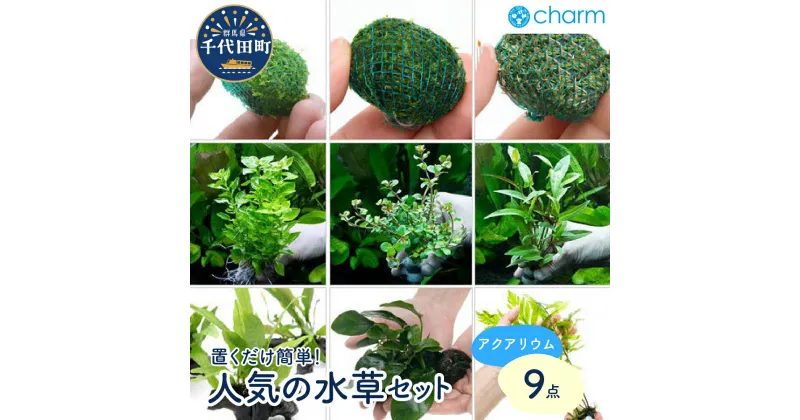 【ふるさと納税】水草 置くだけ 簡単 人気 の水草 9点 セット インテリア ナチュラル 自然 リラクゼーション 室内栽培 プレゼント 送料無料 趣味 緑 人気 オススメ 初心者 玄関 リビング キッチン 水槽 アクアリウム 水上葉 株式会社チャーム