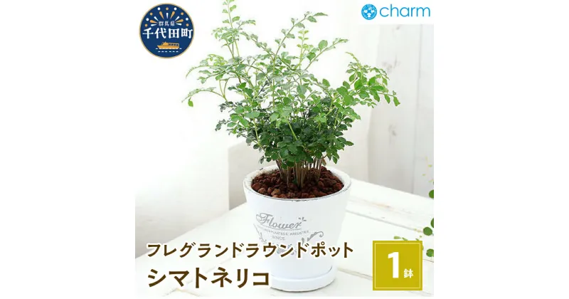 【ふるさと納税】観葉植物 シマトネリコ フレグランドラウンドポットXS植え（1鉢） インテリア ナチュラル リラクゼーション 室内栽培 プレゼント 送料無料 趣味 人気 オススメ 初心者 玄関 リビング 受皿付 セラミス 北海道冬季発送不可 株式会社チャーム