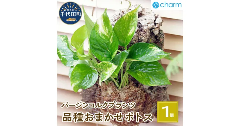 【ふるさと納税】観葉植物 バージンコルクプランツ ポトス 品種おまかせ 1個 インテリア ナチュラル 自然 リラクゼーション プレゼント ギフト 贈答用 送料無料 趣味 風水 緑 かわいい 人気 オススメ 初心者 玄関 壁掛け 株式会社チャーム