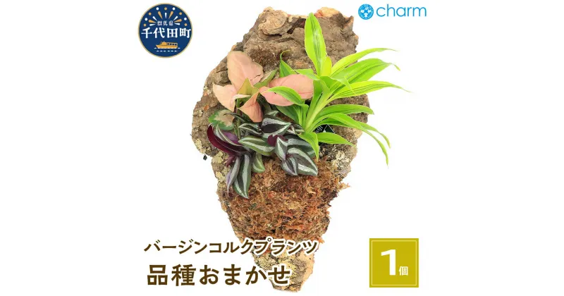 【ふるさと納税】観葉植物 バージンコルクプランツ ミニ観葉 3種 品種おまかせ 1個 インテリア ナチュラル 自然 リラクゼーション プレゼント ギフト 贈答用 送料無料 趣味 風水 緑 かわいい 人気 オススメ 初心者 玄関 壁掛け 株式会社チャーム