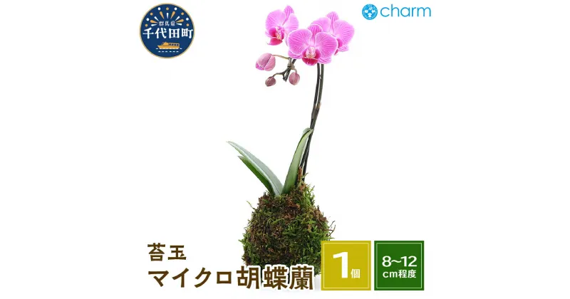 【ふるさと納税】観葉植物 苔玉 マイクロ胡蝶蘭 Ver. 這苔 1個 インテリア ナチュラル 自然 リラクゼーション 室内栽培 プレゼント 送料無料 趣味 緑 人気 オススメ 初心者 玄関 リビング キッチン 盆栽 株式会社チャーム