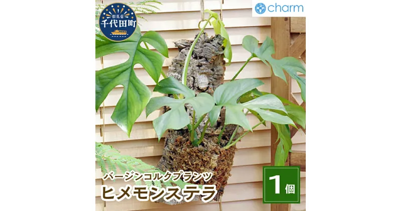 【ふるさと納税】観葉植物 バージンコルクプランツ ヒメモンステラ 1個 インテリア ナチュラル 自然 リラクゼーション プレゼント ギフト 贈答用 送料無料 趣味 風水 緑 ライフスタイル 人気 オススメ 初心者 玄関 自家栽培 壁掛け 株式会社チャーム