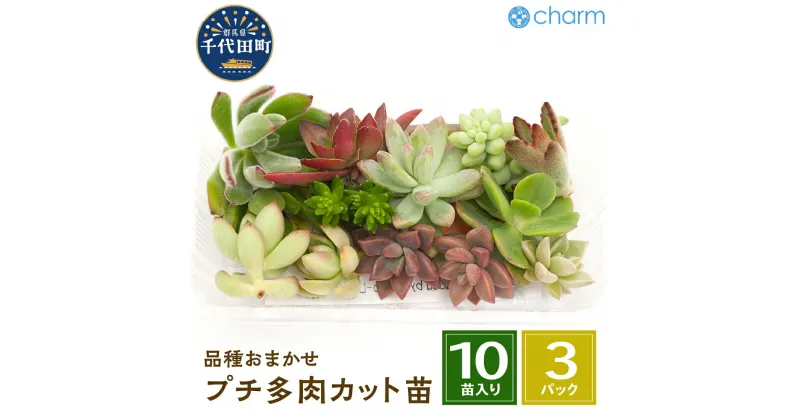 【ふるさと納税】観葉植物 おまかせプチ多肉 カット苗 10苗入り 3パック インテリア ナチュラル 自然 リラクゼーション プレゼント ギフト 贈答用 送料無料 趣味 風水 緑 かわいい 人気 オススメ 初心者 玄関 株式会社チャーム