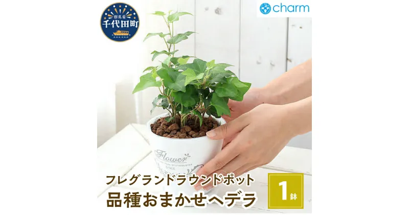 【ふるさと納税】観葉植物 ヘデラ 品種 おまかせ フレグランドラウンドポットXS植え（1鉢） インテリア リラクゼーション 室内栽培 プレゼント 送料無料 趣味 人気 オススメ 初心者 玄関 リビング 受皿付 セラミス 北海道冬季発送不可 株式会社チャーム