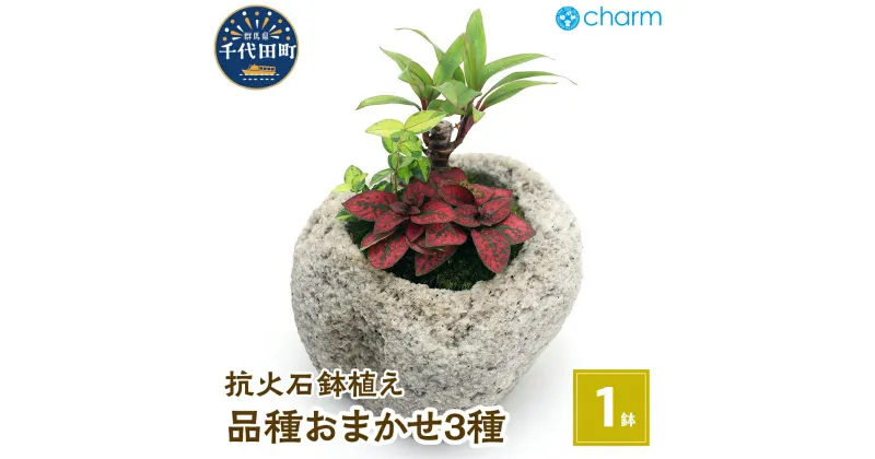 【ふるさと納税】観葉植物 苔盆栽 おまかせ観葉植物 3種アレンジ 抗火石鉢植え Mサイズ（1鉢） インテリア ナチュラル リラクゼーション 室内栽培 プレゼント 送料無料 趣味 人気 オススメ 初心者 玄関 リビング 北海道冬季発送不可 株式会社チャーム