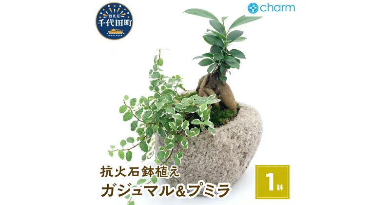 【ふるさと納税】観葉植物 苔盆栽 ガジュマル＆プミラ 抗火石鉢植え Mサイズ（1鉢） インテリア ナチュラル 自然 幸福をよぶ 室内栽培 プレゼント 送料無料 趣味 緑 人気 オススメ 初心者 玄関 リビング キッチン 盆栽 北海道冬季発送不可 株式会社チャーム