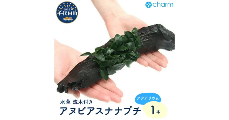 【ふるさと納税】水草 アヌビアスナナ プチ 流木付 Lサイズ 水上葉 1本 (約25cm) インテリア ナチュラル 自然 リラクゼーション 室内栽培 プレゼント 送料無料 趣味 緑 人気 オススメ 初心者 玄関 リビング キッチン 水槽 アクアリウム 株式会社チャーム