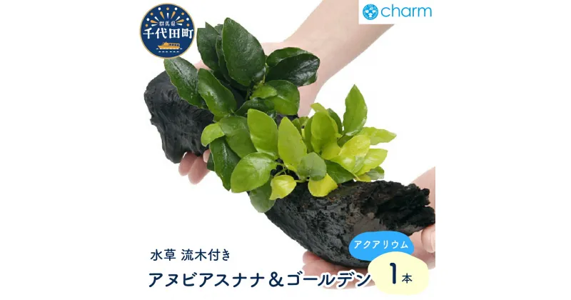 【ふるさと納税】水草 アヌビアスナナ＆ゴールデン 流木付 Lサイズ 水上葉 1本 (約25cm) インテリア ナチュラル 自然 リラクゼーション 室内栽培 プレゼント 送料無料 趣味 緑 人気 オススメ 初心者 玄関 リビング キッチン 水槽 アクアリウム 株式会社チャーム