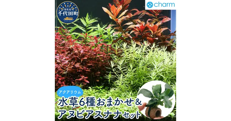 【ふるさと納税】水草 おまかせ水上葉 レイアウトセット 30cm 水槽用 6種＋ライフマルチ アヌビアスナナ (1個) 株式会社チャーム