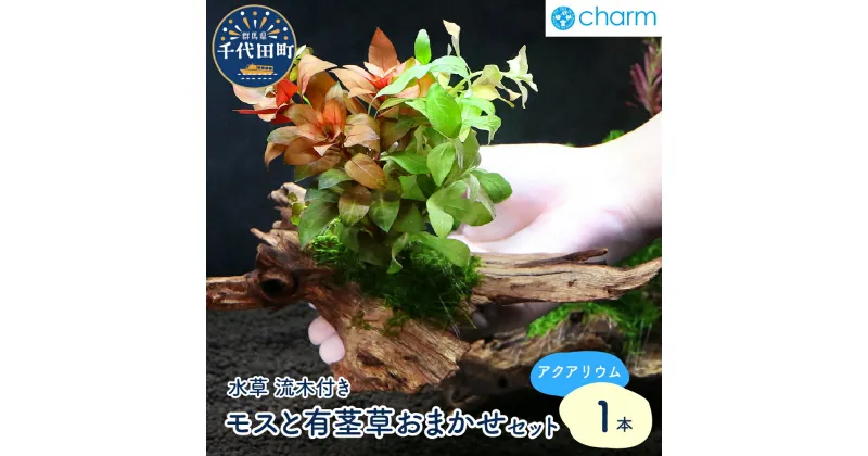 【ふるさと納税】水草 モスと有茎草(半水中葉)のおまかせセット 流木付 1個 約15cm インテリア ナチュラル 自然 リラクゼーション 室内栽培 プレゼント 送料無料 趣味 緑 人気 オススメ 初心者 玄関 リビング キッチン 水槽 アクアリウム 株式会社チャーム