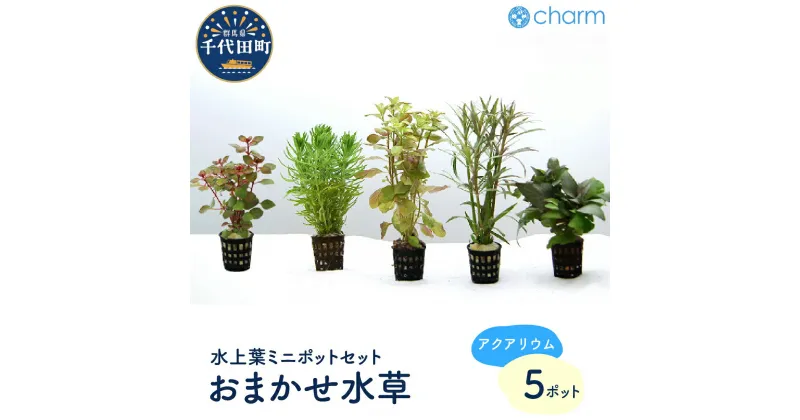 【ふるさと納税】水草 ミニ おまかせセット 5ポット インテリア ナチュラル 自然 リラクゼーション 室内栽培 プレゼント ギフト 贈答用 送料無料 趣味 風水 緑 ライフスタイル 人気 オススメ 初心者 玄関 リビング キッチン 水槽 アクアリウム 株式会社チャーム