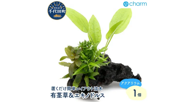 【ふるさと納税】流木 ザ ボンサイVer. 有茎草＆エキノドルス Sサイズ（水上葉）（無農薬）（1本）（約15cm）群馬県 千代田町 流木 オススメ 人気 水槽 アクアリウム インテリア ナチュラル 自然 リラクゼーション おしゃれ プレゼント 送料無料 株式会社チャーム