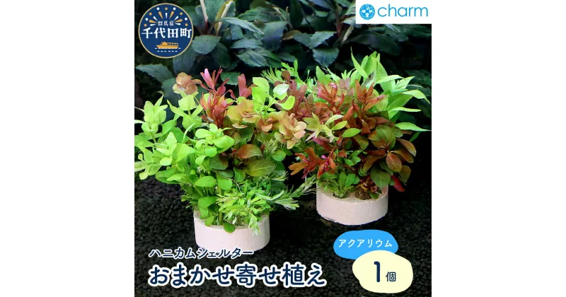 【ふるさと納税】ハニカムシェルター おまかせ 寄せ植え ミックス（半水中葉）（無農薬）（1個）群馬県 千代田町 オススメ 初心者 水槽 アクアリウム インテリア ナチュラル 自然 リラクゼーション おしゃれ プレゼント 送料無料 人気 オススメ 株式会社チャーム