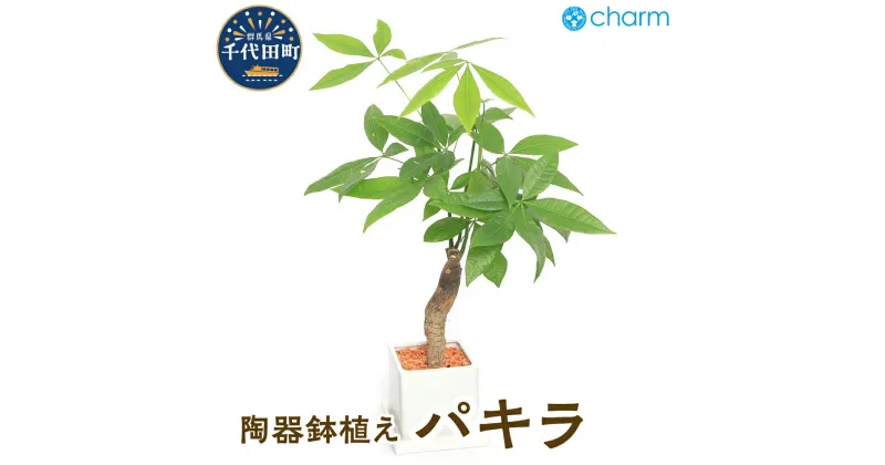 【ふるさと納税】パキラ 陶器鉢植え ダイスM白（1鉢）【観葉植物】群馬県 千代田町 インテリア ナチュラル 自然 発財樹 リラクゼーション 室内栽培 プレゼント ギフト 贈答用 送料無料 株式会社チャーム