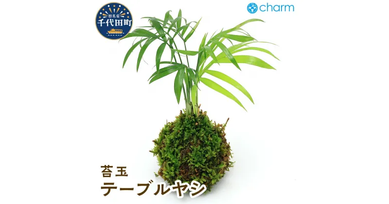 【ふるさと納税】苔玉 テーブルヤシ Ver.這苔（1個） 群馬県 千代田町 インテリア ナチュラル 自然 リラクゼーション 室内栽培 プレゼント 送料無料 趣味 緑 人気 オススメ 初心者 玄関 リビング 株式会社チャーム