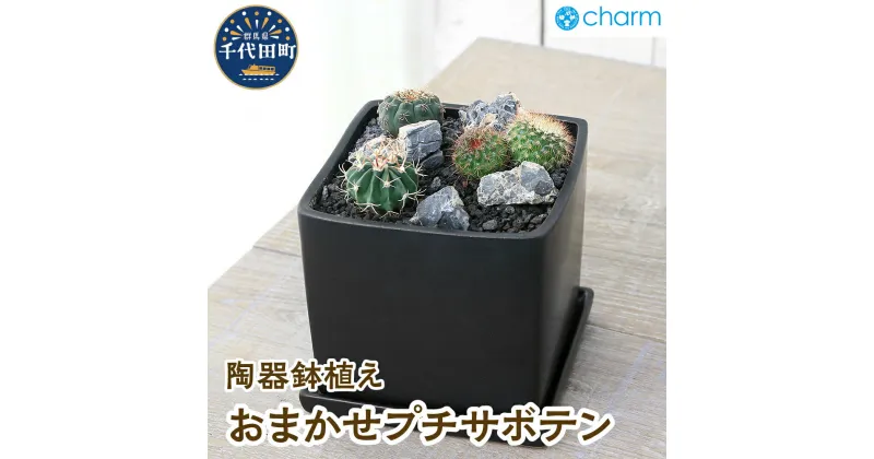 【ふるさと納税】おまかせプチサボテン 自生地風レイアウト 陶器鉢植え マットブラック塗装鉢（1鉢） 群馬県 千代田町 インテリア ナチュラル かわいい 室内栽培 ギフト 贈答用 送料無料 ライフスタイル 人気 オススメ 初心者 リビング キッチン 株式会社チャーム