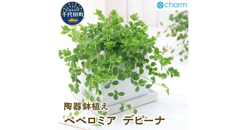 【ふるさと納税】ペペロミア デピーナ 陶器鉢植え ダイスM白（1鉢）群馬県 千代田町 インテリア ナチュラル かわいい リラクゼーション 室内栽培 プレゼント ギフト 送料無料 風水 緑 ライフスタイル 人気 オススメ 初心者 玄関 リビング キッチン 株式会社チャーム