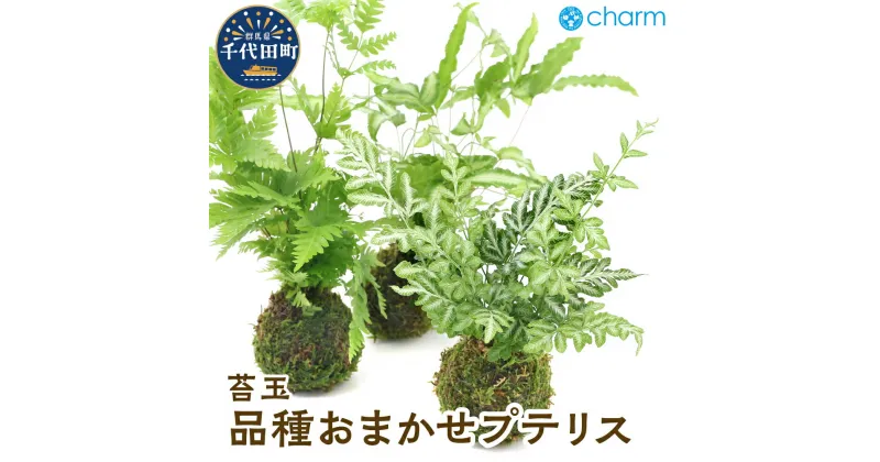 【ふるさと納税】苔玉 プテリス 品種おまかせ Ver.這苔（1個）群馬県 千代田町 インテリア ナチュラル 自然 リラクゼーション 室内栽培 プレゼント 送料無料 趣味 緑 人気 オススメ 初心者 玄関 リビング 株式会社チャーム