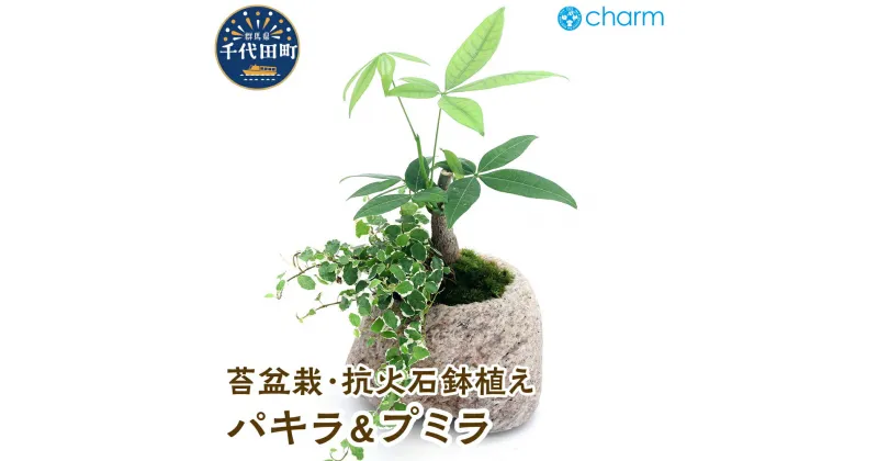 【ふるさと納税】苔盆栽 パキラ&プミラ 抗火石鉢植え Mサイズ（1鉢）【観葉植物】群馬県 千代田町 インテリア ナチュラル 自然 リラクゼーション 室内栽培 プレゼント 送料無料 趣味 緑 人気 オススメ 発財樹 初心者 玄関 リビング 株式会社チャーム