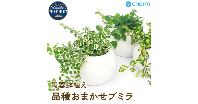 【ふるさと納税】プミラ 品種おまかせ マットボールM植え（1鉢）インテリア ナチュラル かわいい リラクゼーション 室内栽培 プレゼント ギフト 贈答用 送料無料 趣味 風水 緑 ライフスタイル 人気 オススメ 初心者 玄関 リビング キッチン 株式会社チャーム