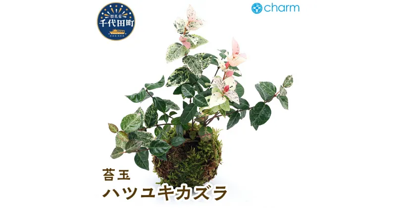 【ふるさと納税】苔玉 ハツユキカズラ（初雪葛）Ver.這苔（1個） 群馬県 千代田町 インテリア ナチュラル 自然 リラクゼーション 室内栽培 プレゼント 送料無料 趣味 緑 人気 オススメ 初心者 玄関 リビング 株式会社チャーム