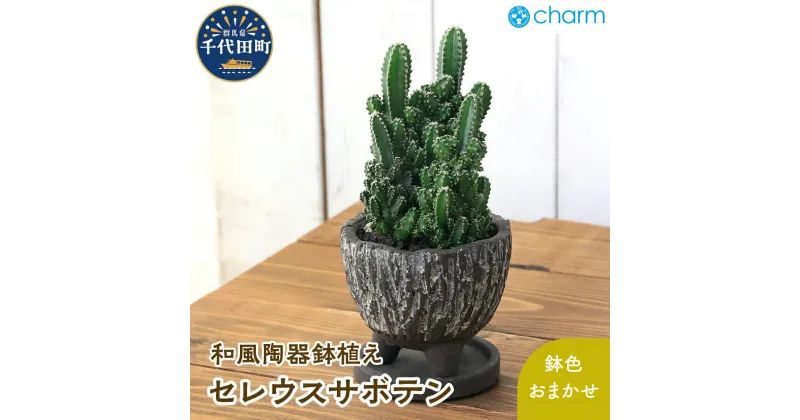 【ふるさと納税】セレウスサボテン 和風陶器鉢植え 鉢色おまかせ（1鉢） 群馬県 千代田町 インテリア ナチュラル かわいい 室内栽培 プレゼント ギフト 贈答用 送料無料 趣味 風水 緑 ライフスタイル 人気 オススメ 初心者 玄関 リビング キッチン 株式会社チャーム