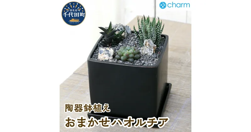 【ふるさと納税】おまかせハオルチア 自生地風レイアウト 陶器鉢植え マットブラック塗装鉢（1鉢）インテリア ナチュラル 自然 リラクゼーション 室内栽培 プレゼント ギフト 贈答用 送料無料 株式会社チャーム