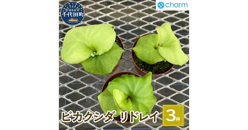 【ふるさと納税】観葉植物 ビカクシダ リドレイ スポア 2.5～3号 (3鉢)群馬県 千代田町 インテリア ナチュラル 自然 リラクゼーション 室内栽培 プレゼント 送料無料 趣味 緑 人気 オススメ 初心者 玄関 リビング 水槽 アクアリウム 株式会社チャーム